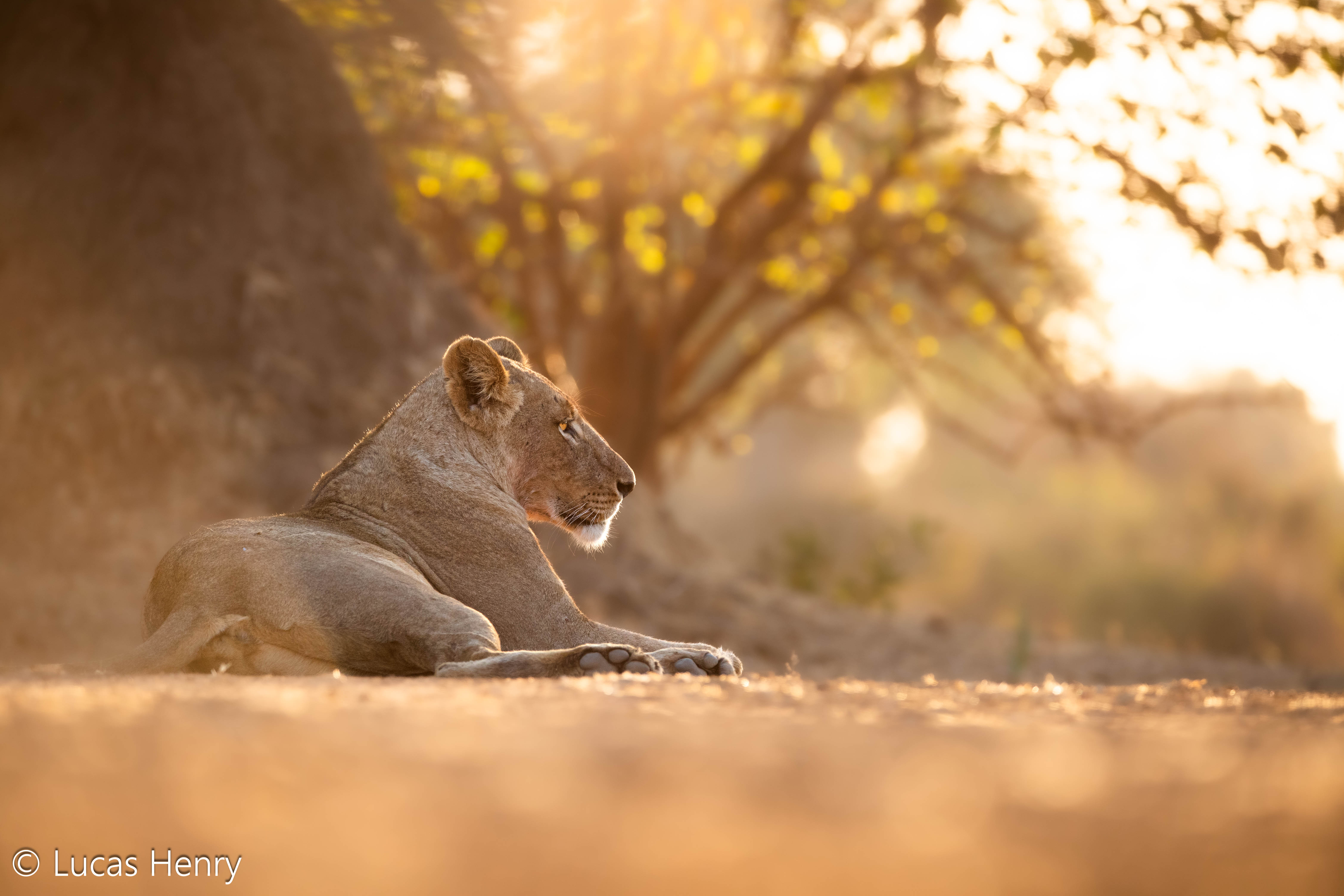 African Wildlife