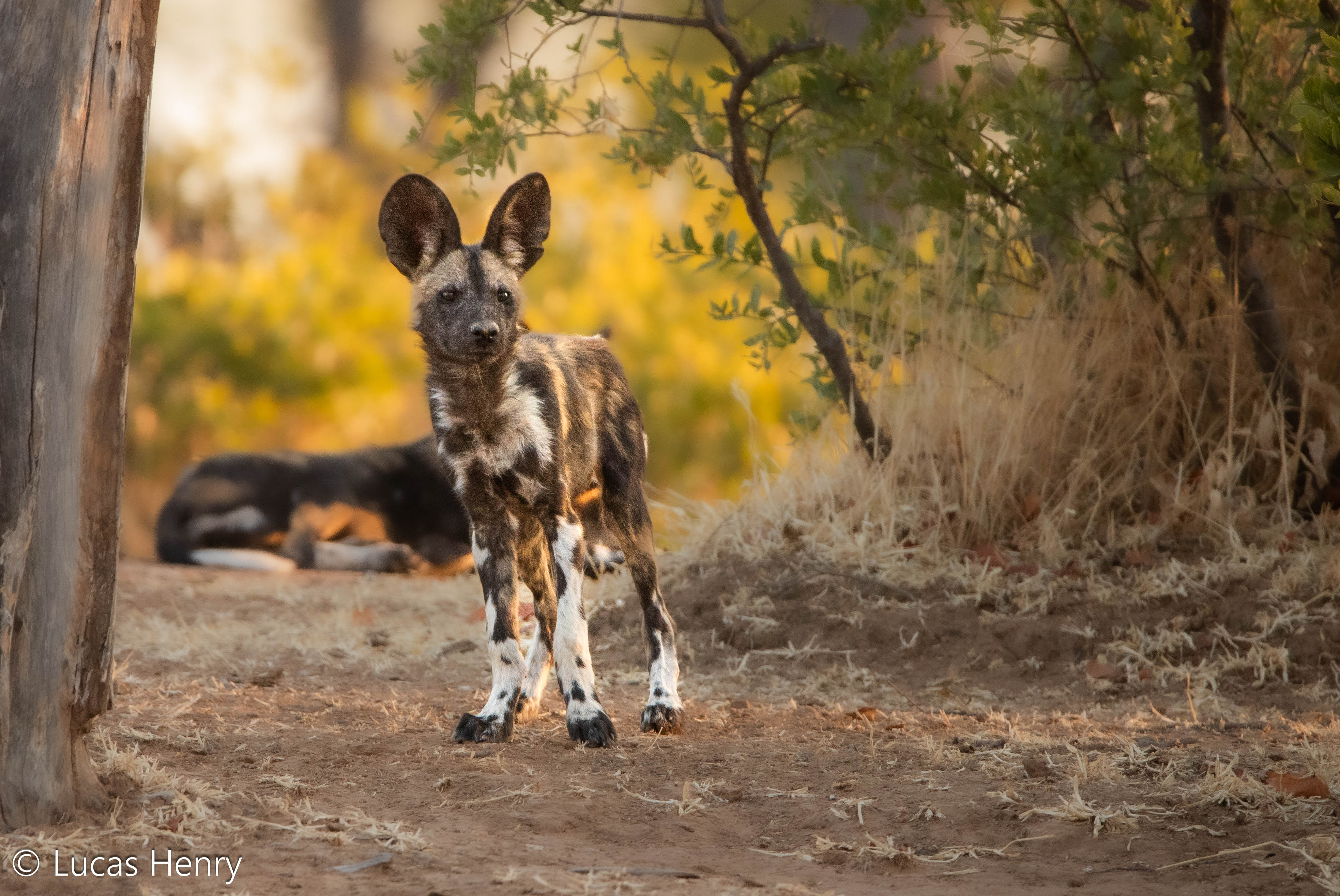 African Wildlife