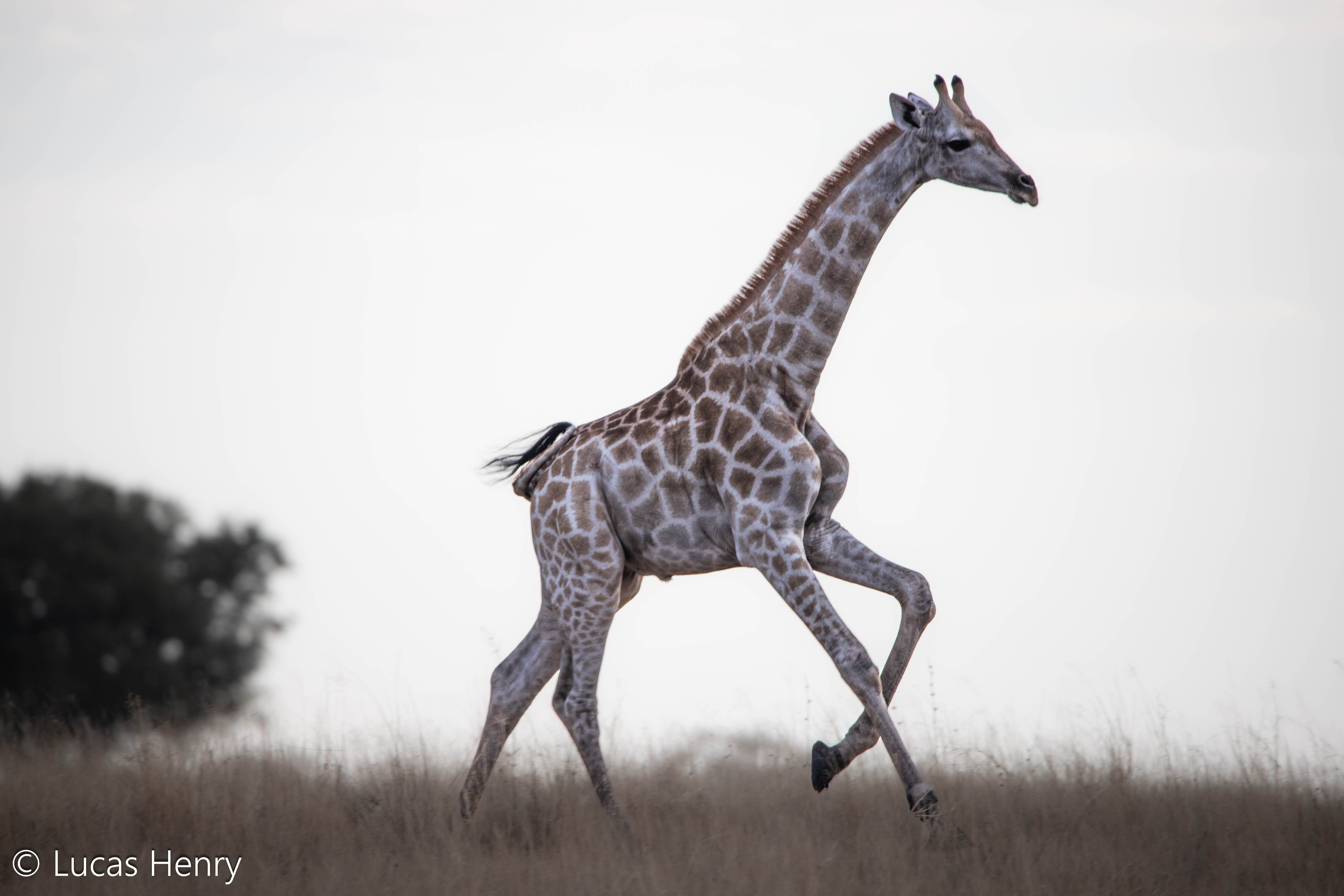 African Wildlife