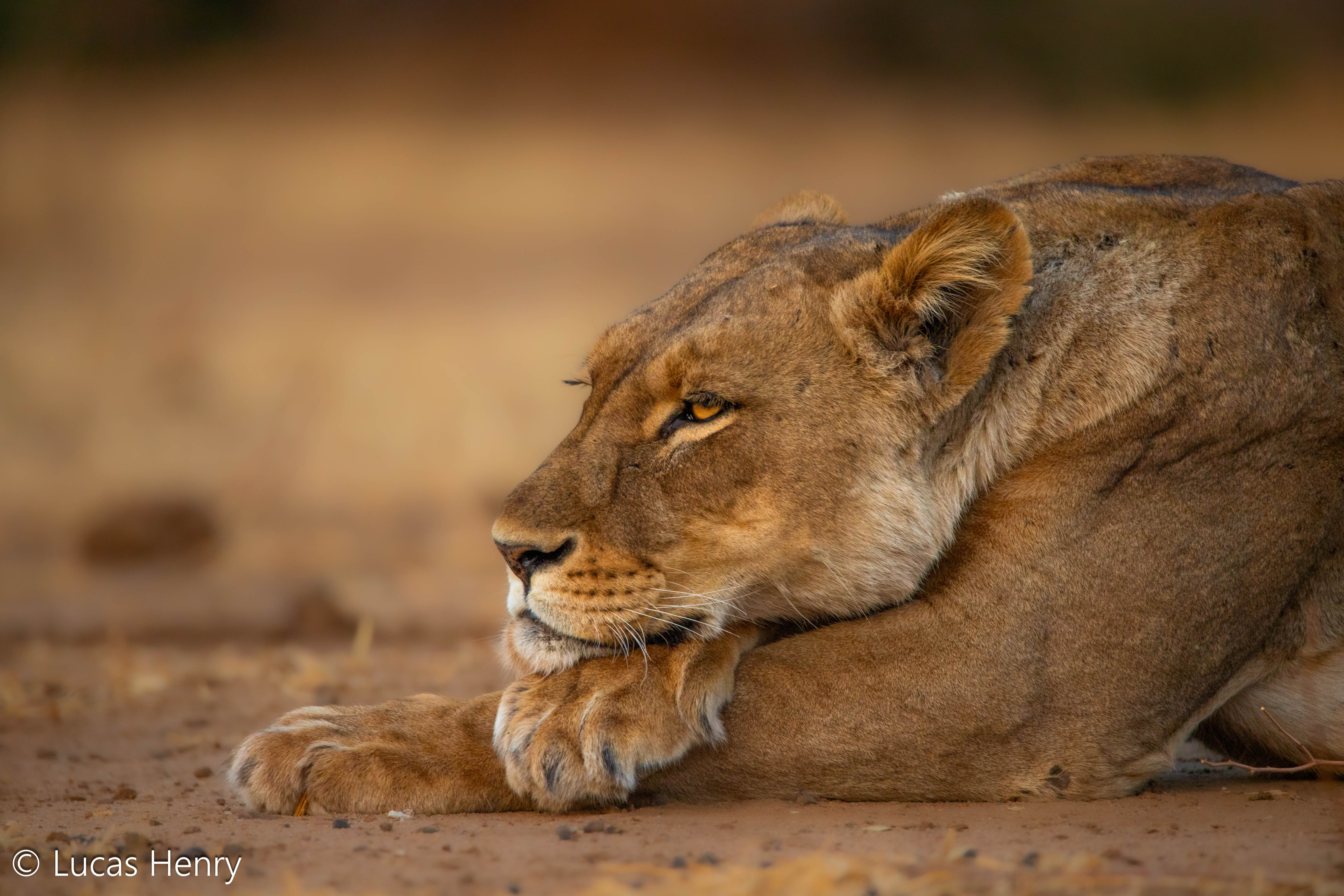 Relaxed Lion