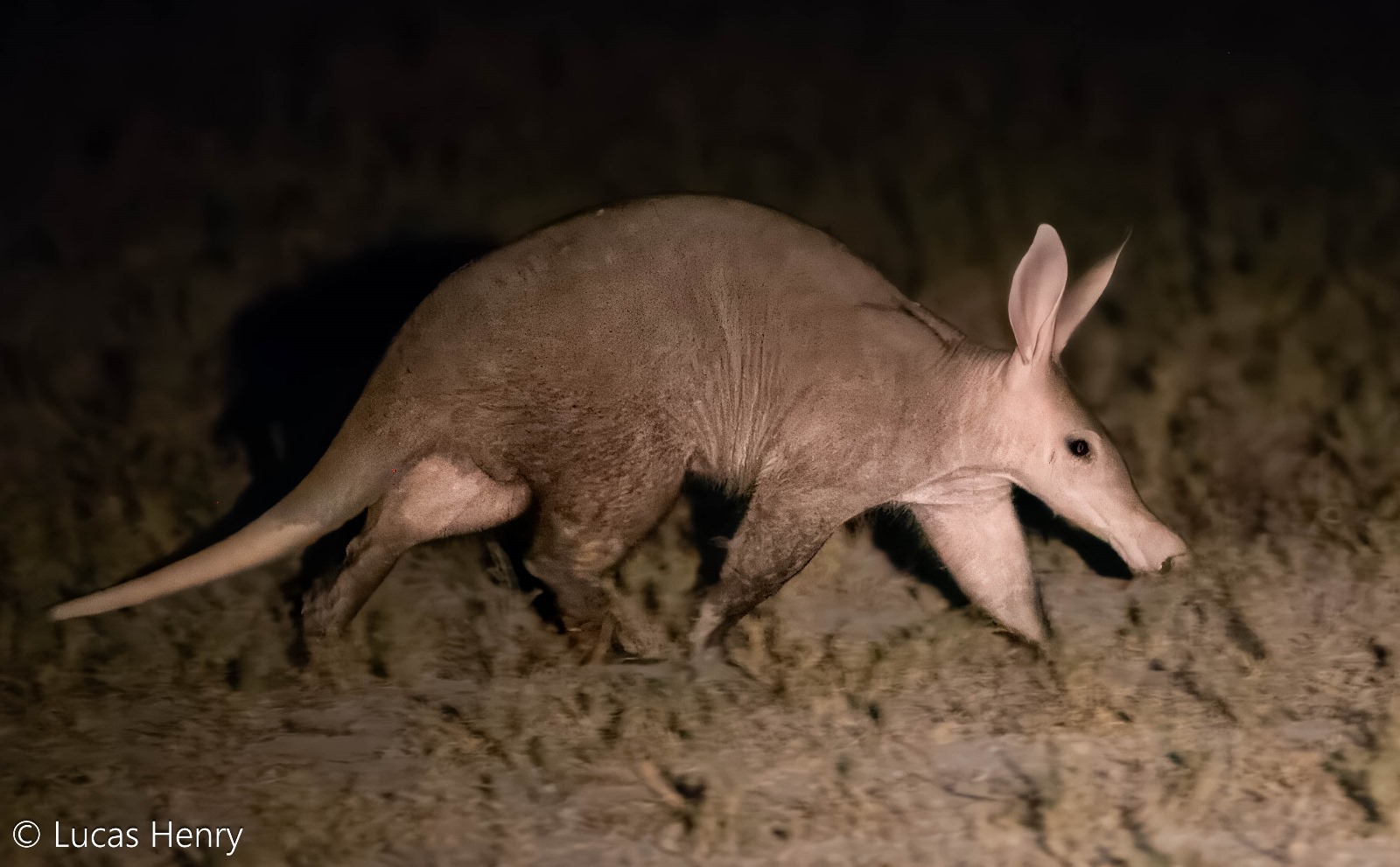 African Wildlife