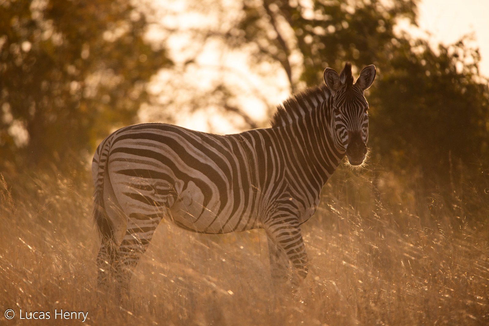 African Wildlife