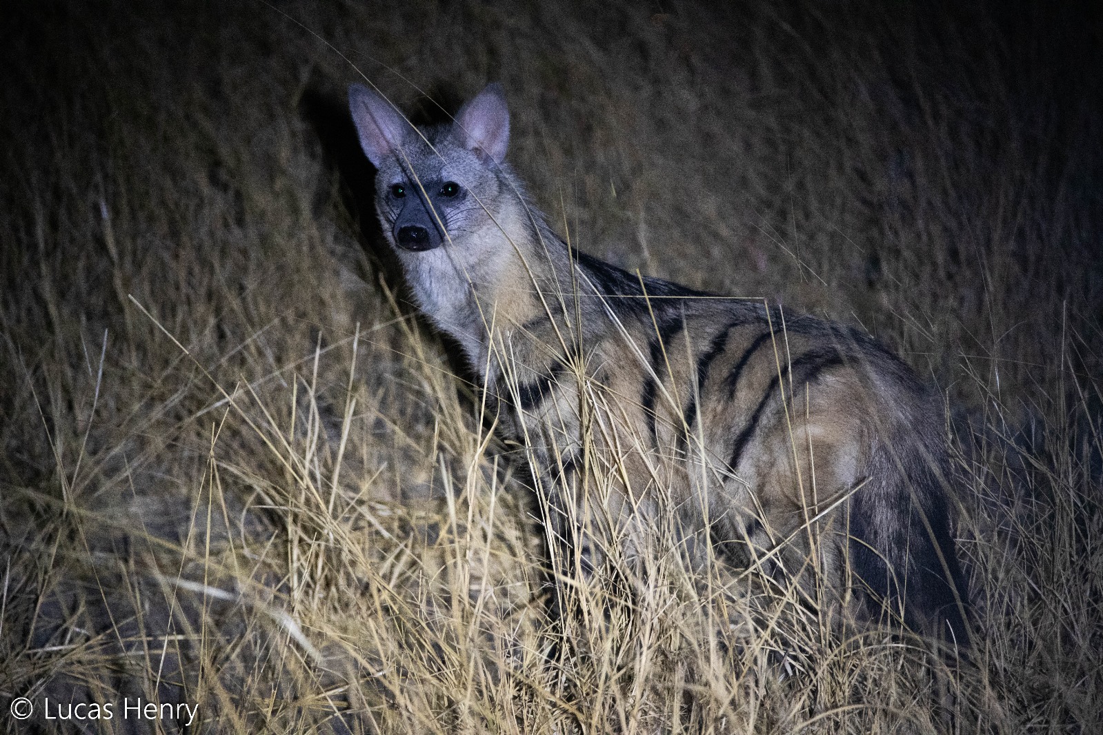 African Wildlife